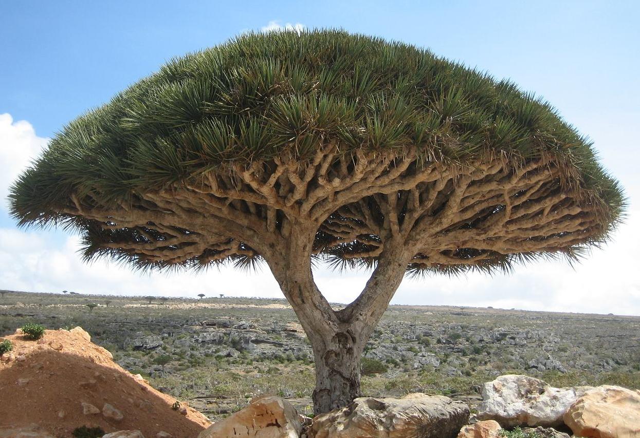 Socotra Dragon Treejpg